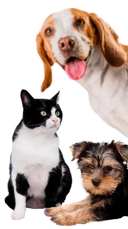 abount image